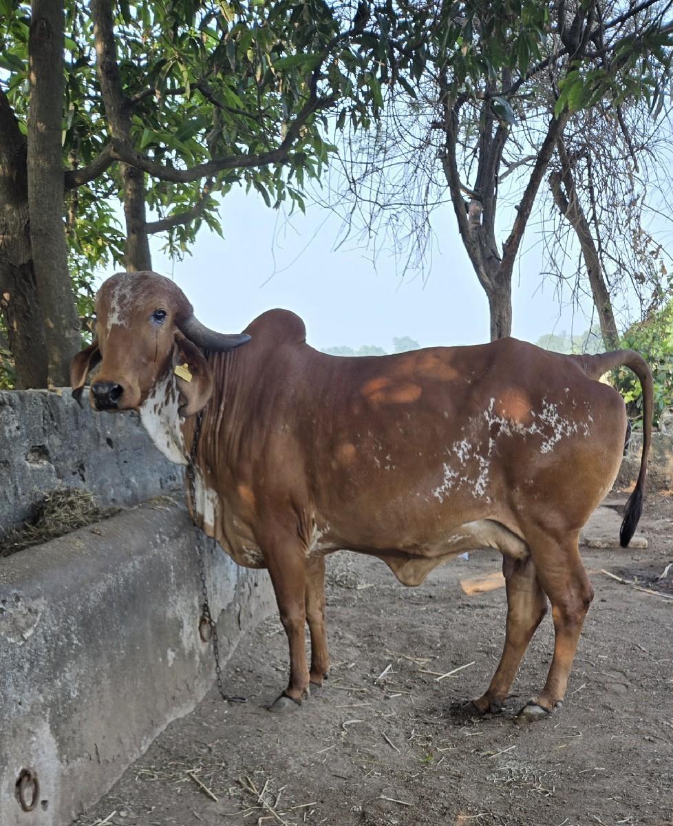 थंबनेल 3