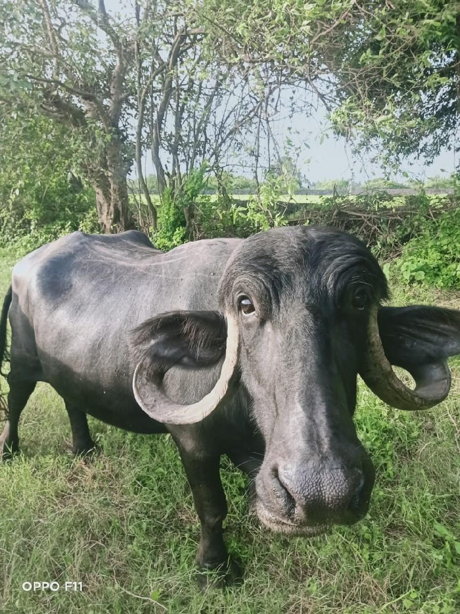 थंबनेल 1