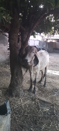 ગિરહોડકીવેસવાનીછે