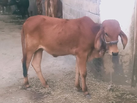 थंबनेल 2