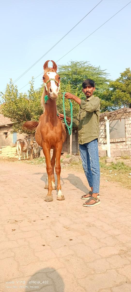 થંબનેલ 2