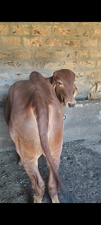 ગીર ખુટ દેવાનો છે