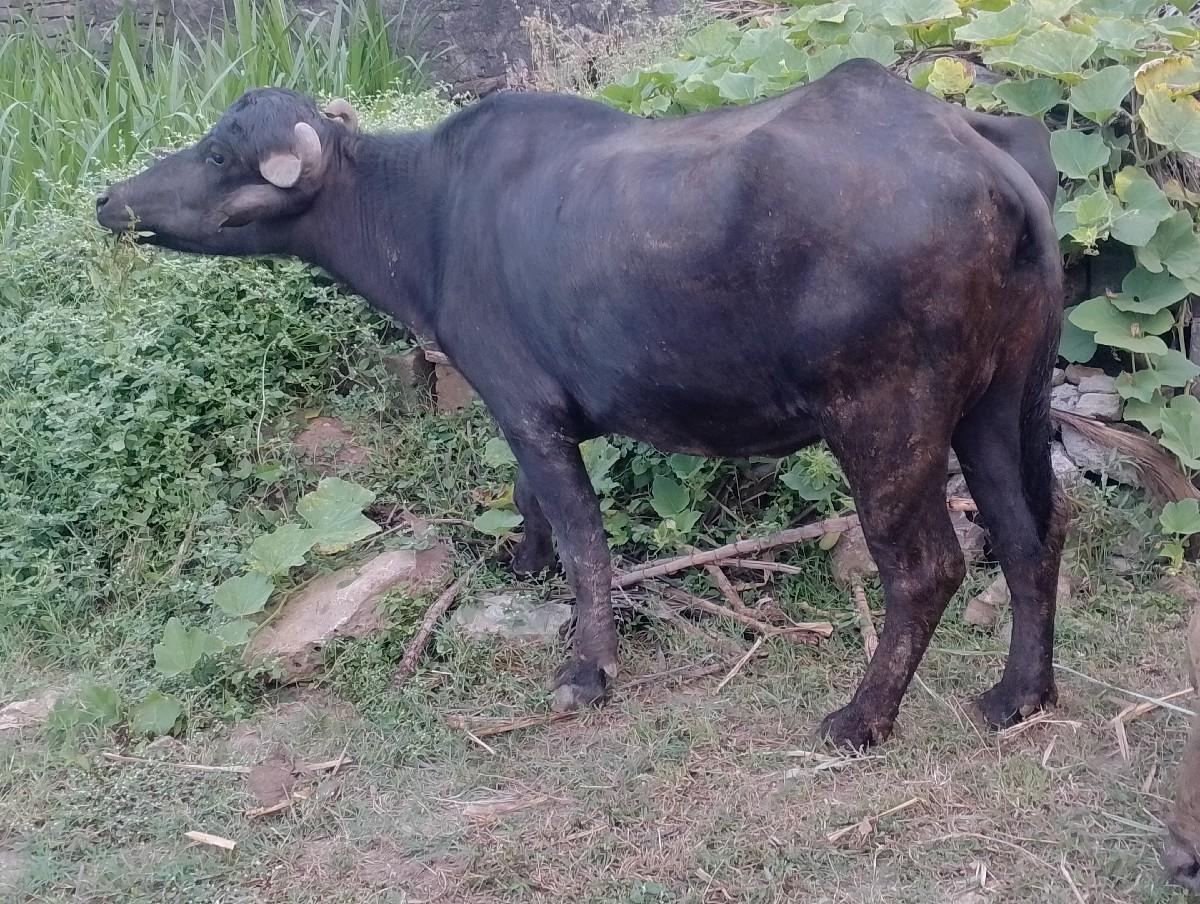 ભેંશ વેચવાની છે