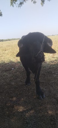 પાડો વેચવા નો છે