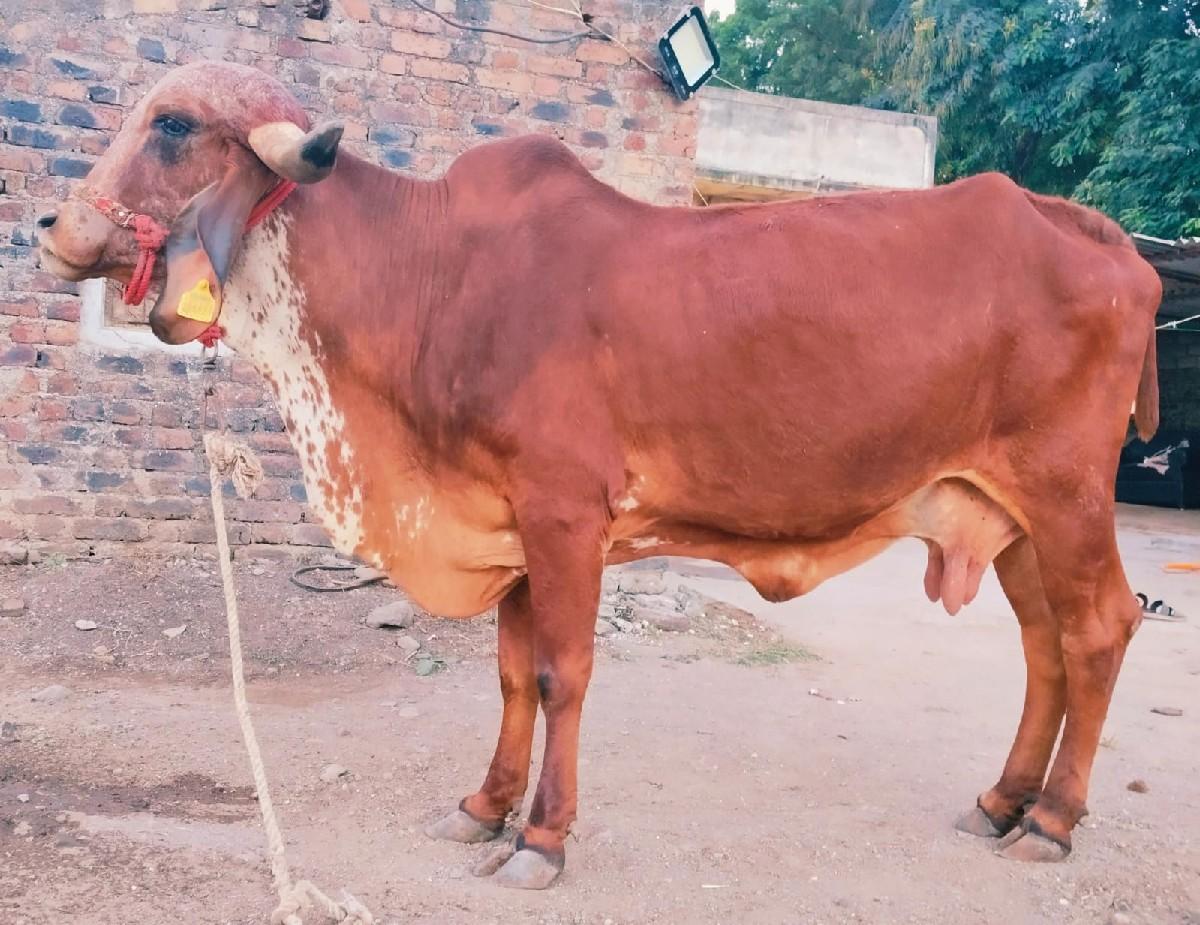 थंबनेल 2