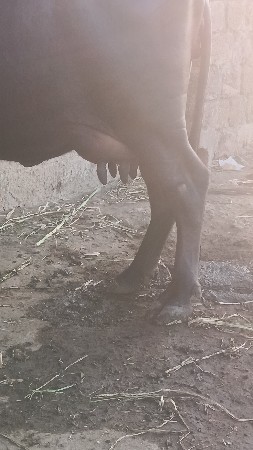 थंबनेल 2