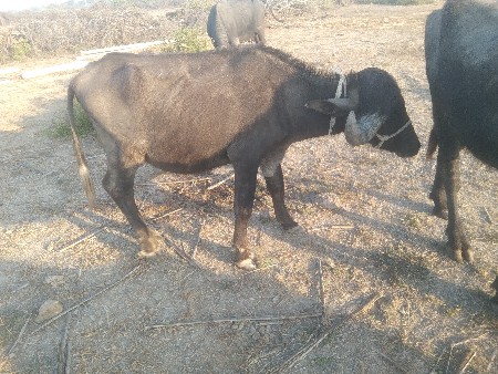 थंबनेल 3