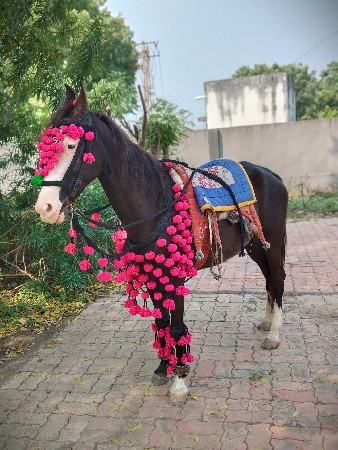 थंबनेल 3