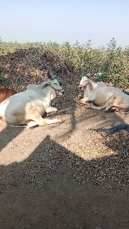 બડદ વેસવા ના છે