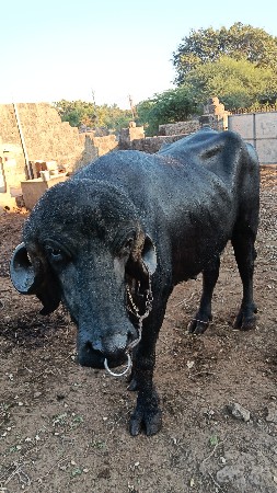 પાડો વેચવાનો છે