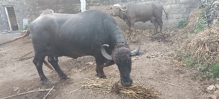 ભેસ વેસવાની