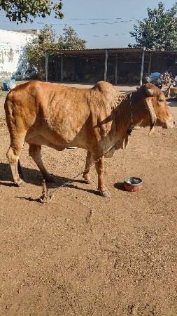 ગાય વેચવાની છે