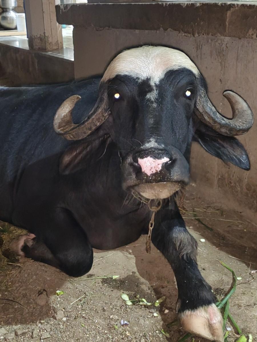 ભેંસ 10 15 દિવસ થય ગય છે