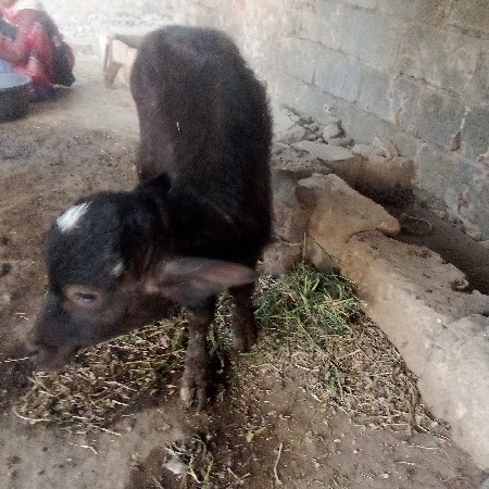 थंबनेल 3