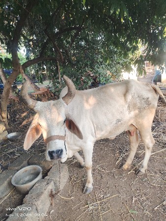 ગાય વેચવાની છે