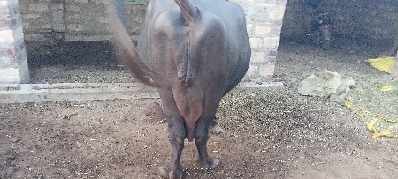 જાફરાબાદી ભેંસ વેચવાની છે