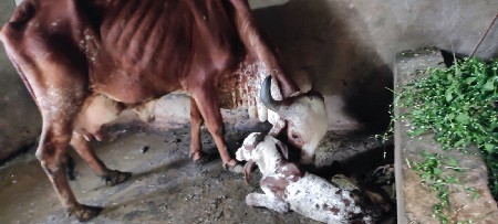 ગાય વેચવાની છે