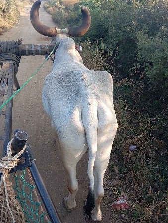 थंबनेल 3