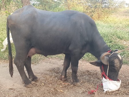 ભેંસ વેચવાની છે