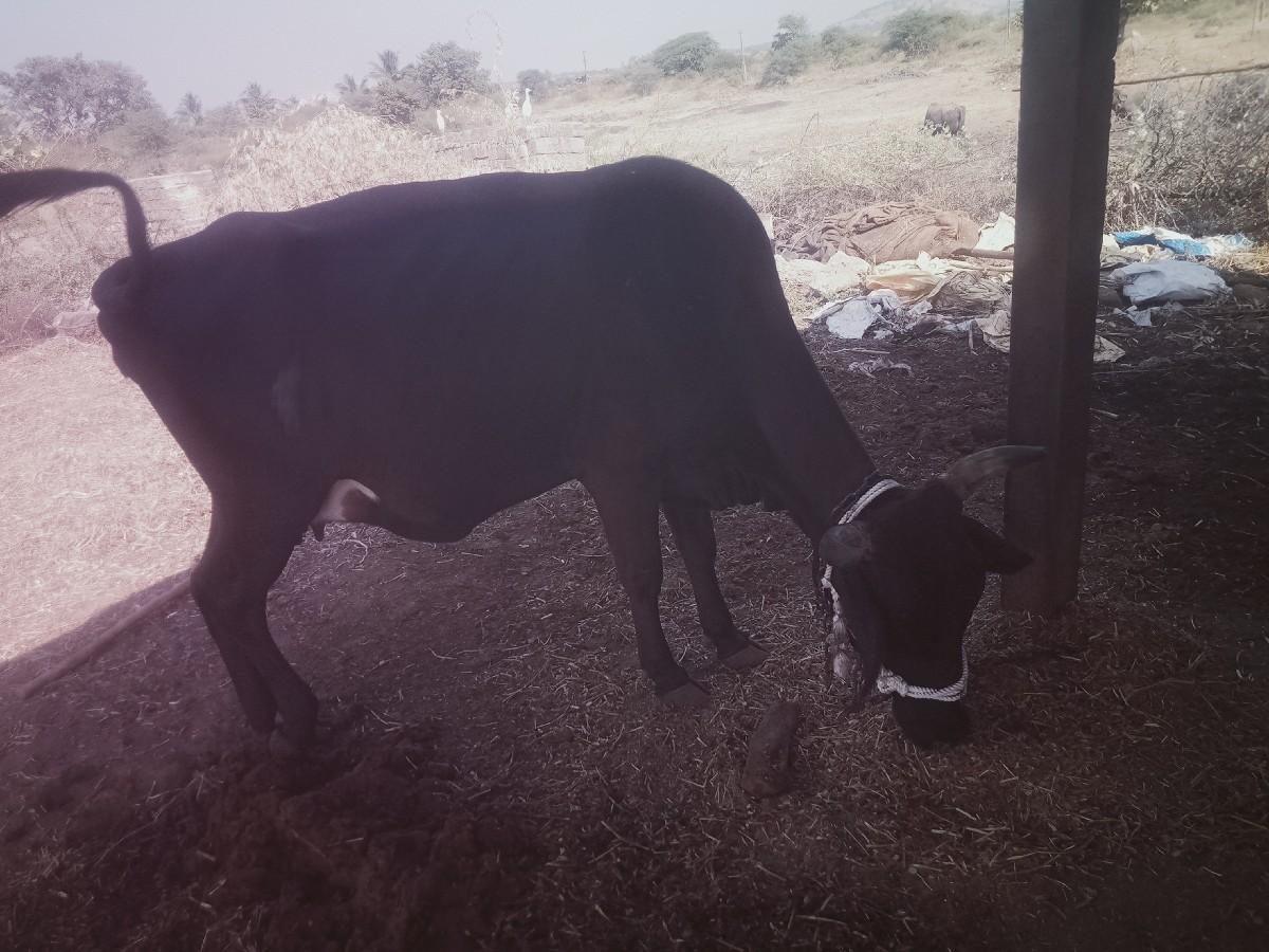 ગાય વેચવાની