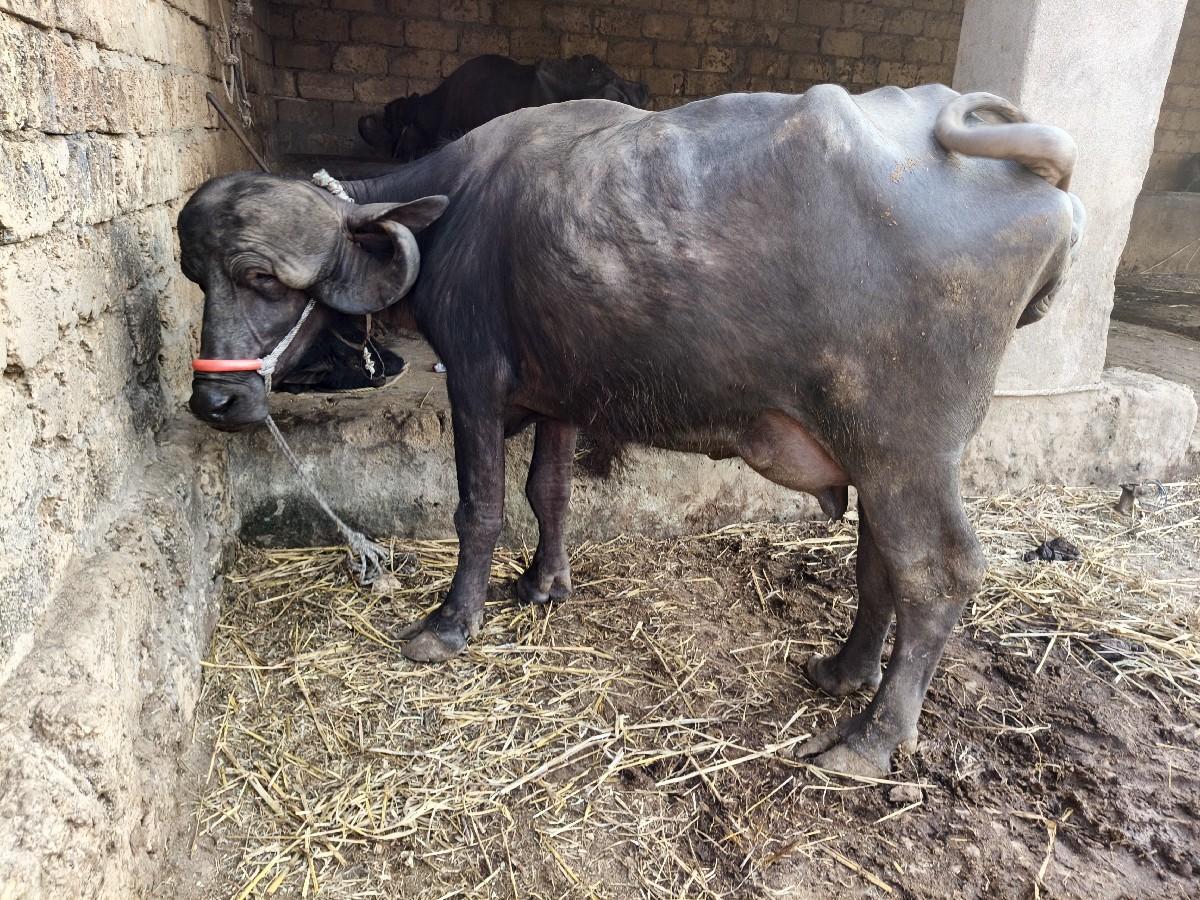 थंबनेल 5