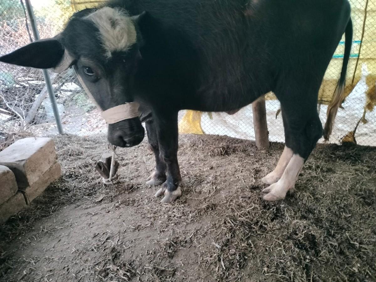 थंबनेल 2