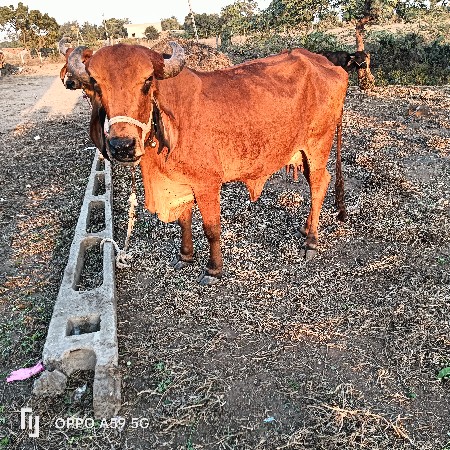 થંબનેલ 2