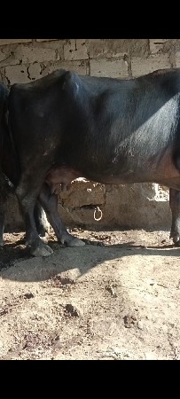 આ ભેંસ વેચવાની છે