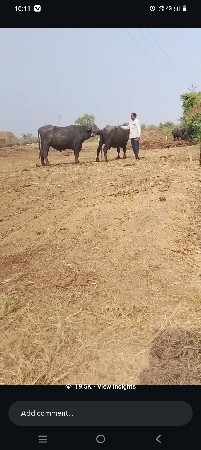 थंबनेल 2