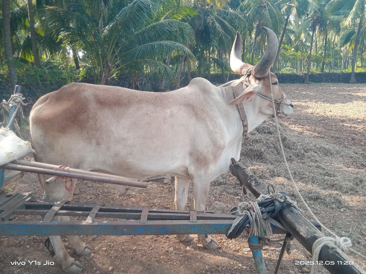 ગોધલો વેચવાનો ઙાબીયાર હાલે છે