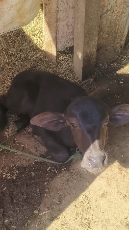 थंबनेल 6