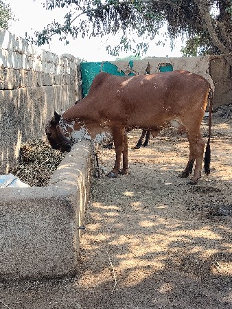 थंबनेल 3