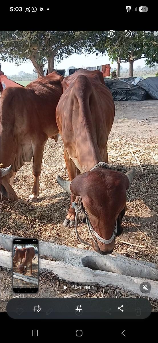 ગોઢલા વેચવાના છે