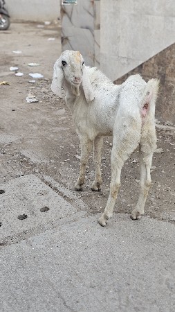 થંબનેલ 2