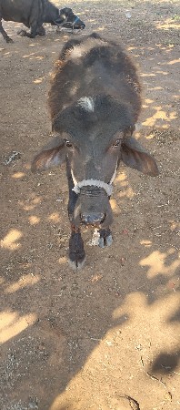 પાડો સાટા પણ કરવાના છે