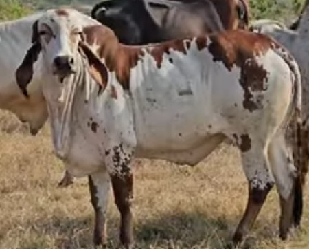 આવી વાંસડીઓ  જોઈએ (લેવાની છે)