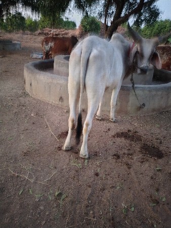 થંબનેલ 2