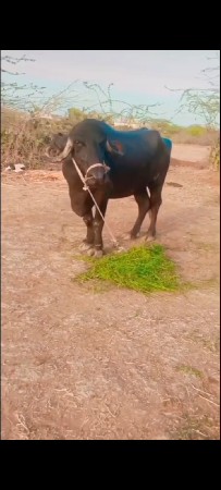 જામ ખંભાળિયા તાલુકો દેવભૂમિ દ્વારકા