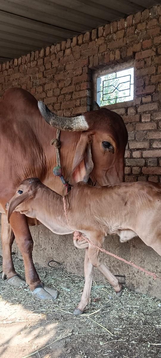 थंबनेल 3