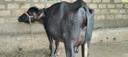 थंबनेल 5