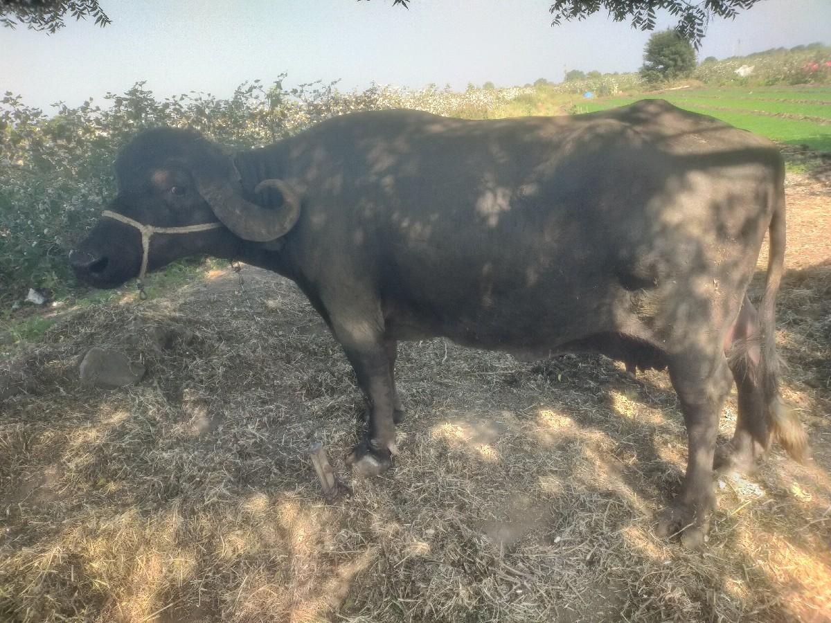 थंबनेल 3