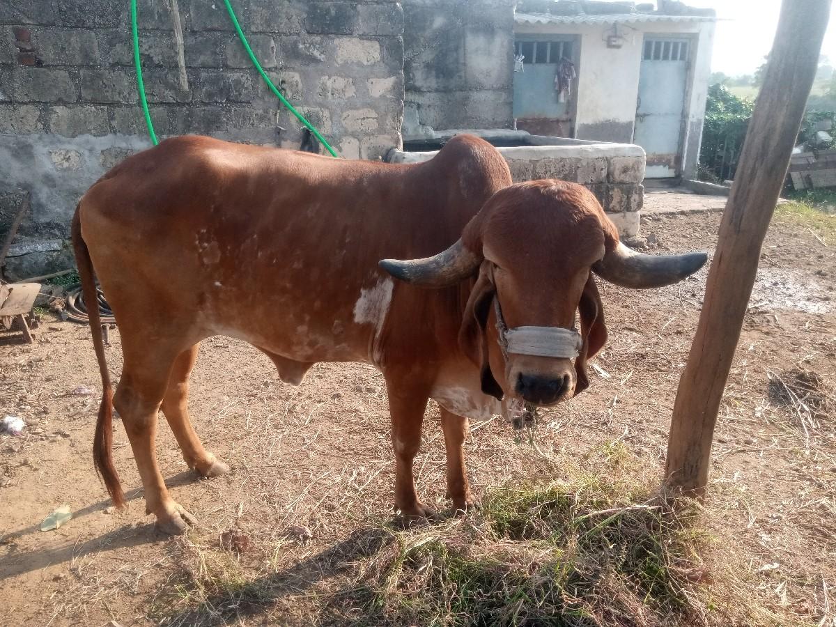 3 વર્ષ ની પ્યોર ગીર હોડકી