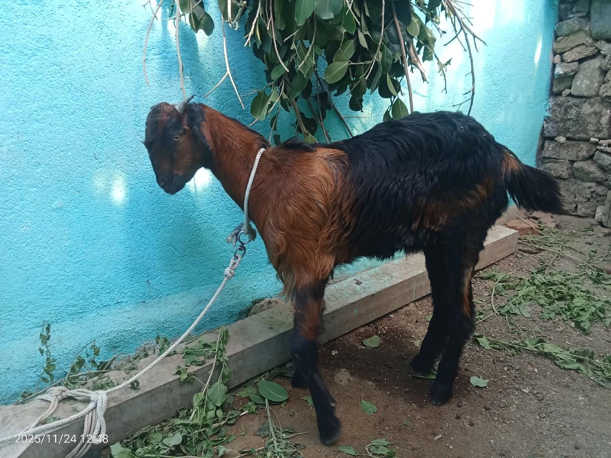 थंबनेल 3