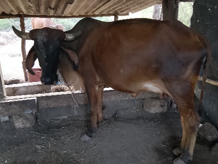 પેલું.વેતર.ગીરકોચ