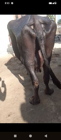 थंबनेल 2