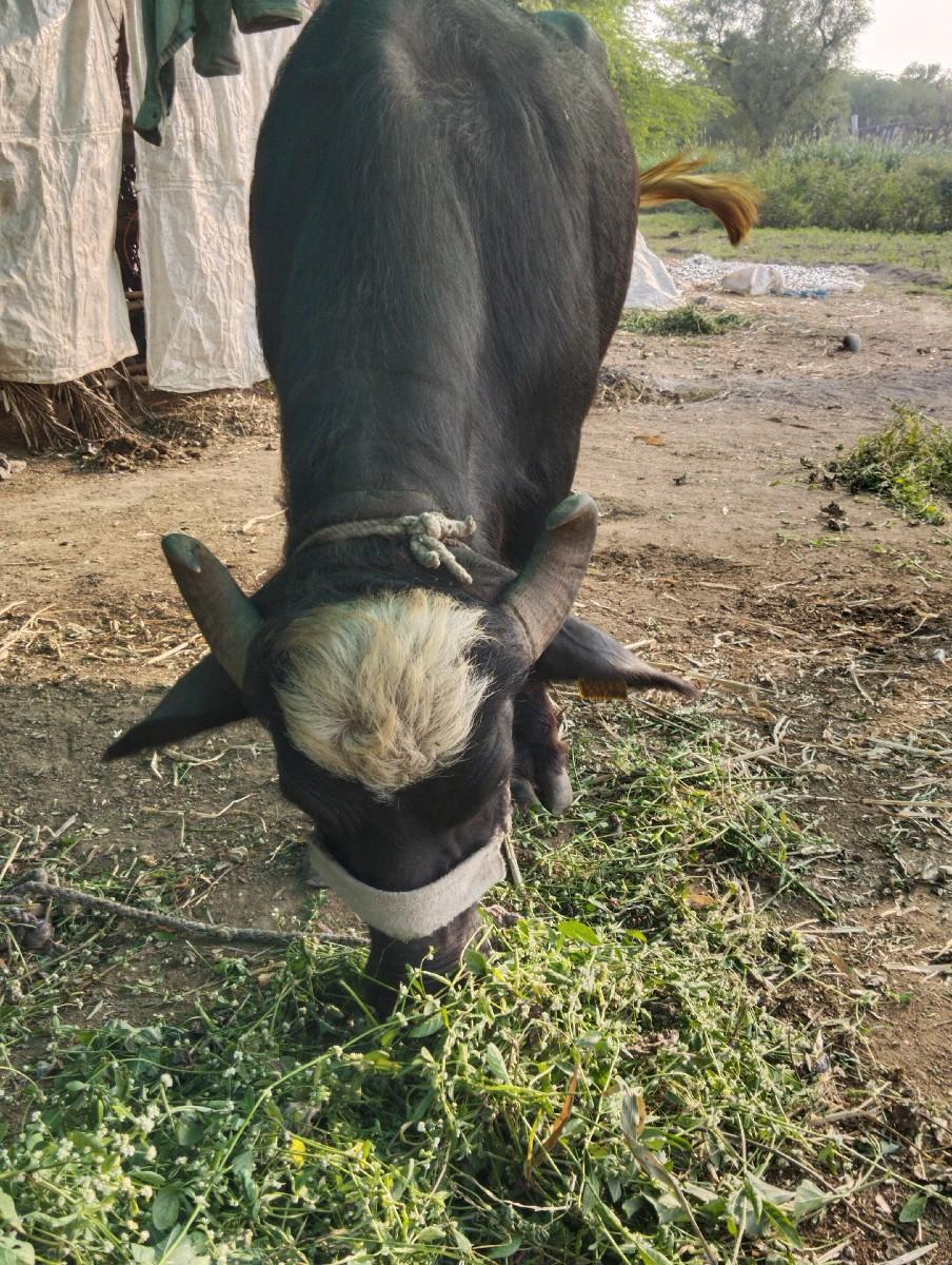 થંબનેલ 2