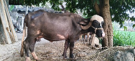 થંબનેલ 2