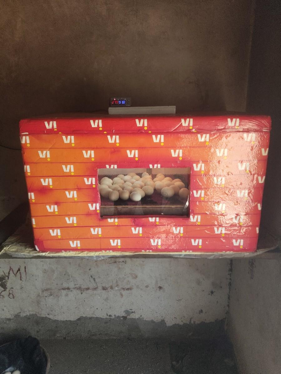 થંબનેલ 2