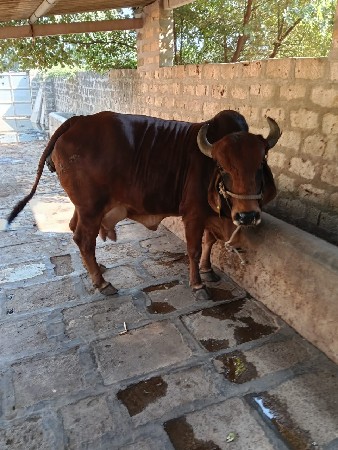 થંબનેલ 3