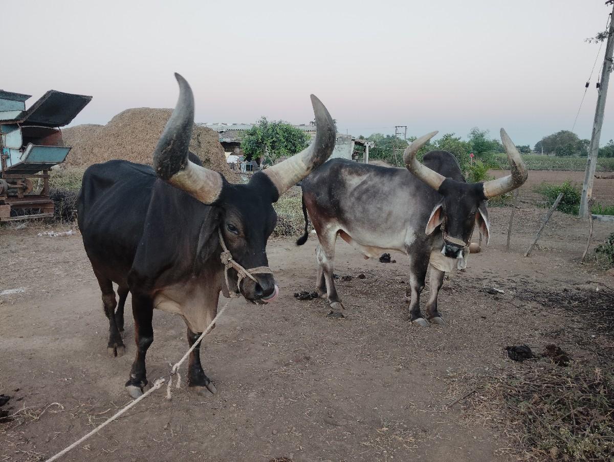 વેચવાના સે ફુલ ગેરેંટી